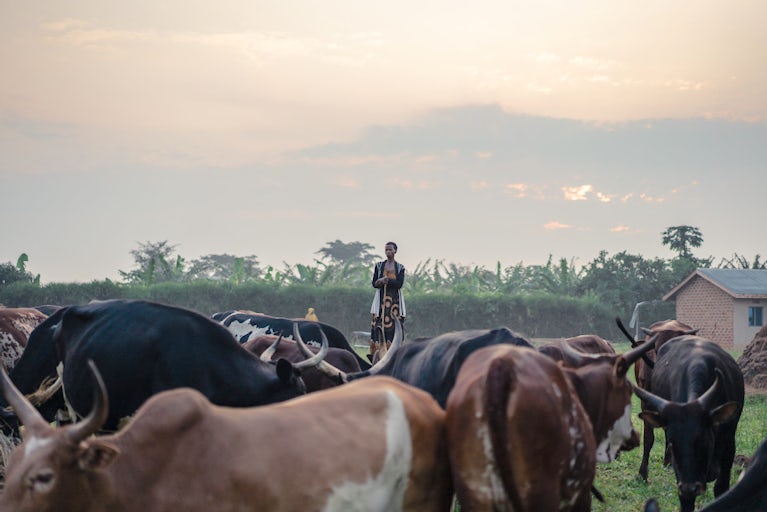 Woman standing with cattle in a grassy field at sunset.