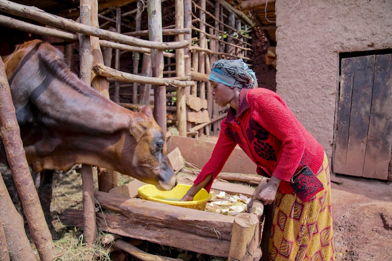 Maliya Musabyimana uses Azolla to feed her cow.