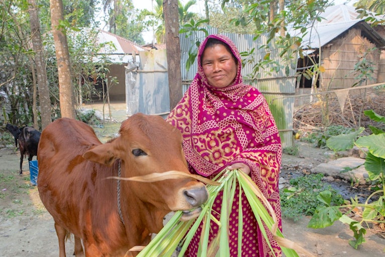 A woman in a bright pink patterned headscarf feeds green stalks to a brown calf outside rural homes with metal roofing.