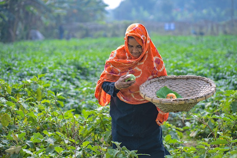 Woman in a headdress farming in a field and collecting crops in a basket.