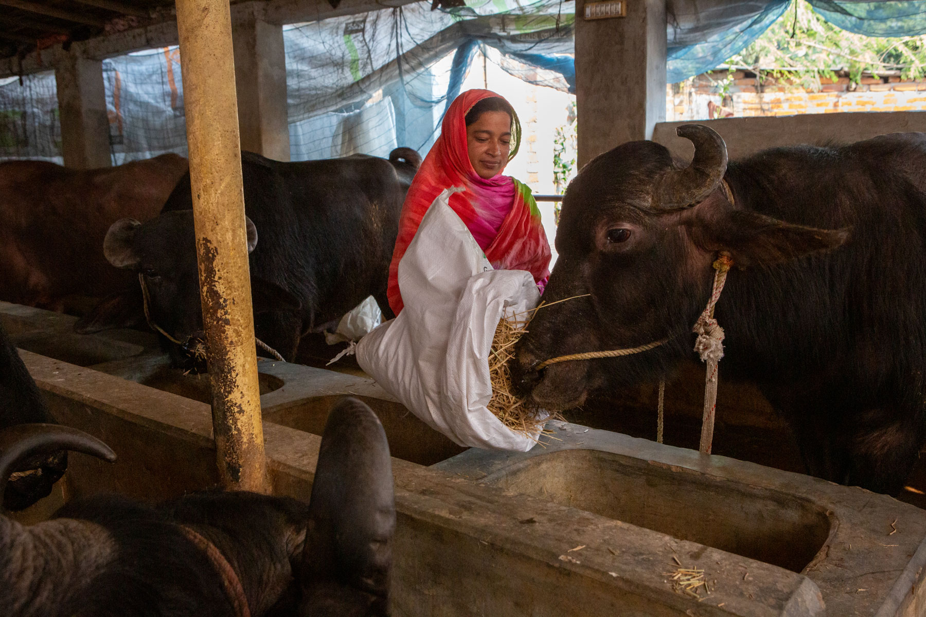 A woman feeds chopped fodder to her water buffalo.