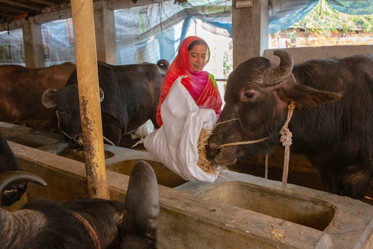 Rebeka Begum feeds her water buffalo.