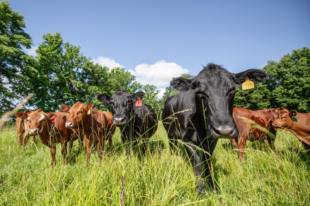 A herd of cows look directly into a camera.