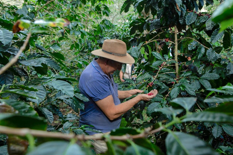 A farmer inspects ripe coffee cherries.