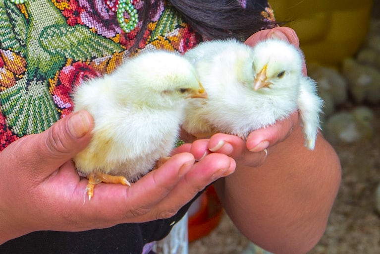 Flock of two chicks in the hands of a woman