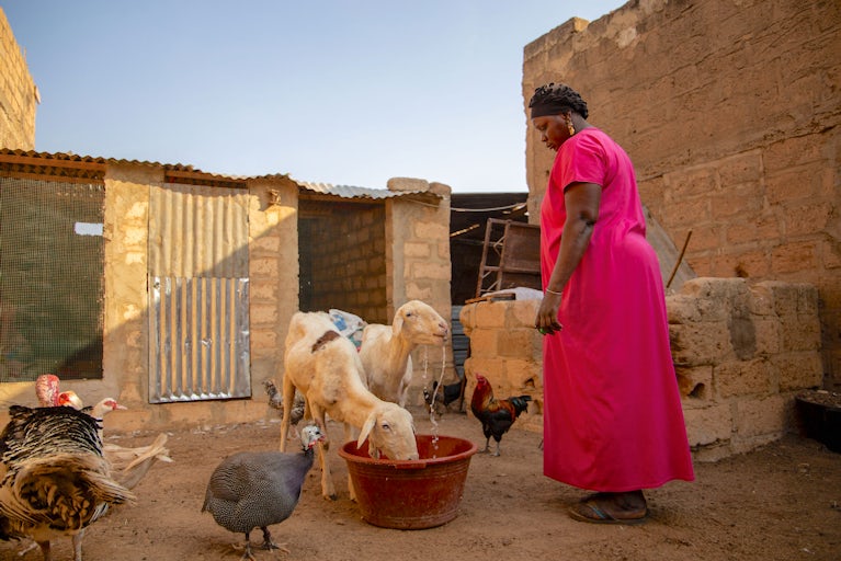 A woman in a pink dress watches goats drink from a basin in a courtyard with chickens nearby.