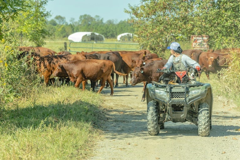 Farmer guides cattle with dog on ATV