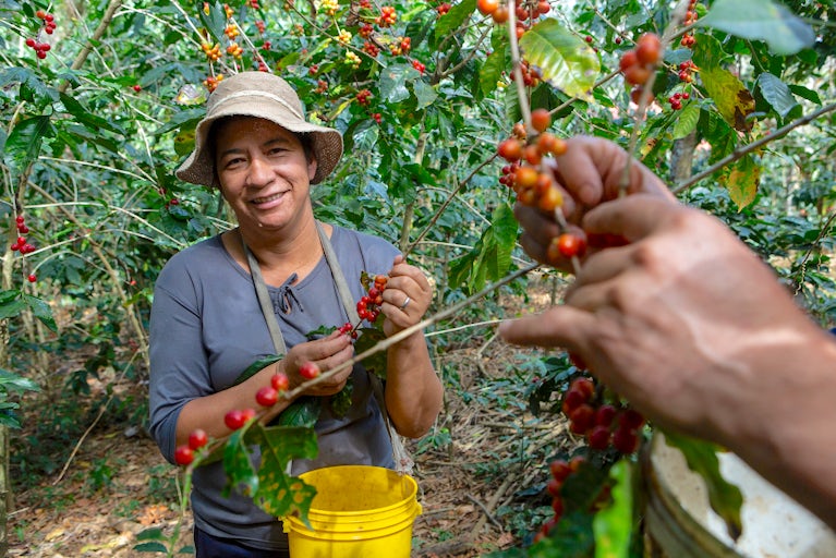 Heifer International - Ecuador, August, 2025. PROMESA Signature Program/PASOS subproject (Project # ECU1269). El Sauce, Fundochamba parish, Quilanga Canton, Loja Province, Ecuador. Marilú Rivera, 49, harvests coffee beans on her farm in El Sauce, Ecuador on August 16, 2025.