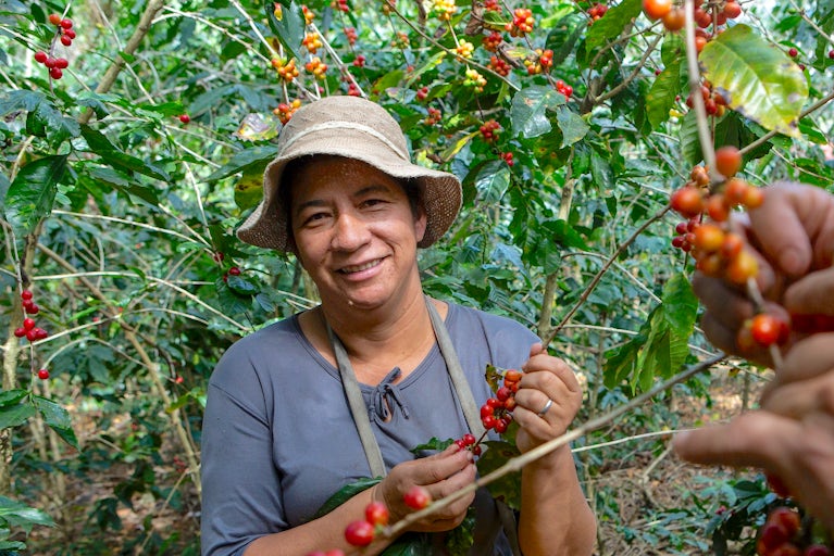 Heifer International - Ecuador, August, 2025. PROMESA Signature Program/PASOS subproject (Project # ECU1269). El Sauce, Fundochamba parish, Quilanga Canton, Loja Province, Ecuador. Marilú Rivera, 49, harvests coffee beans on her farm in El Sauce, Ecuador on August 16, 2025.