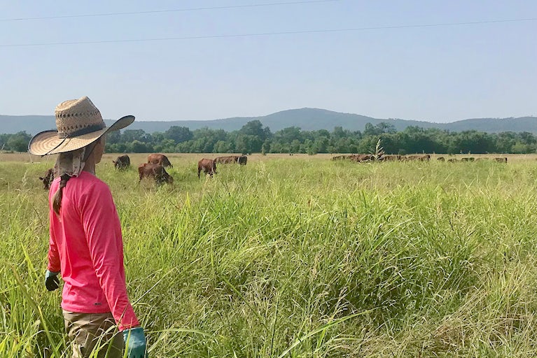 Farmer standing in field with long grass and cattle grazing.