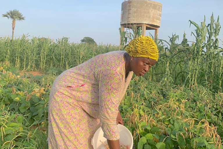 Woman bending to harvest crops into a white bucket in a field.