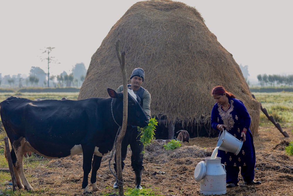 Kamala pours milk into a canister while her husband feeds their cow.