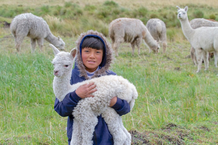 A child holds an alpaca.