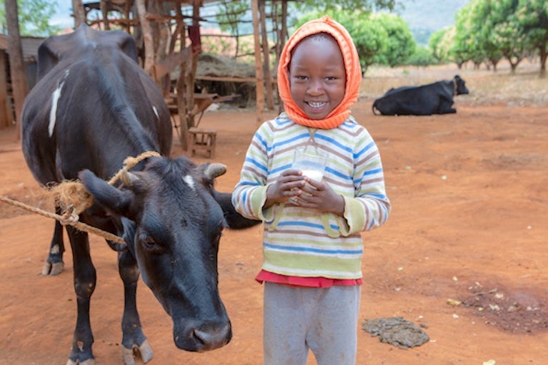 kid stands by cow.