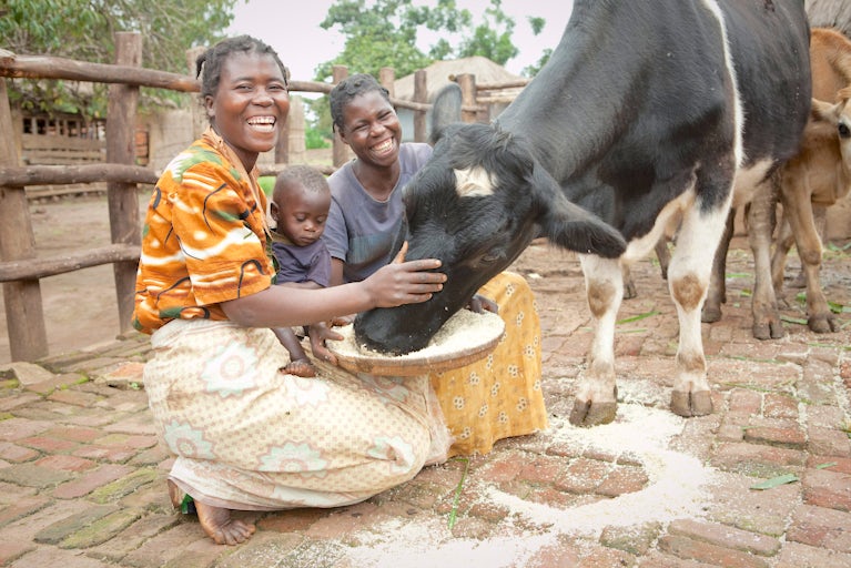 Family petting their cow while it eats grain out of a bowl.