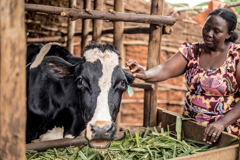 A woman in a colorful patterned shirt tends to a black-and-white cow in a wooden pen, feeding it fresh green grass. The cow looks towards the camera while the woman gently touches its ear.