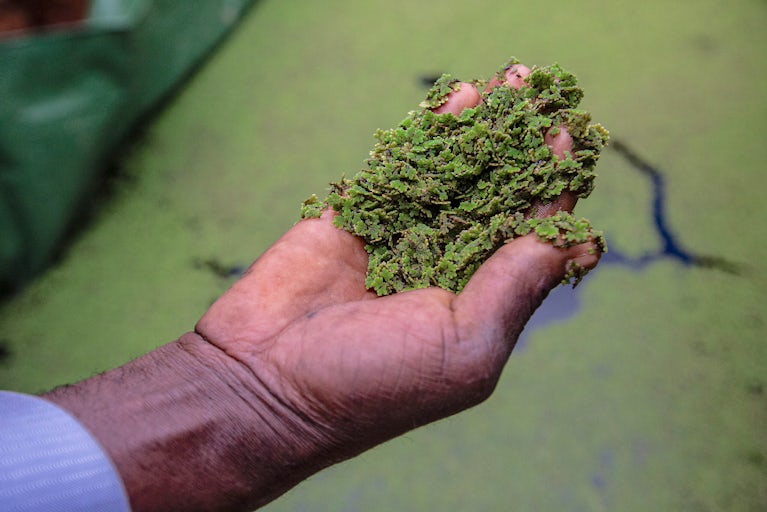 Fresh Azolla plant held in a farmer’s hand above a pond.