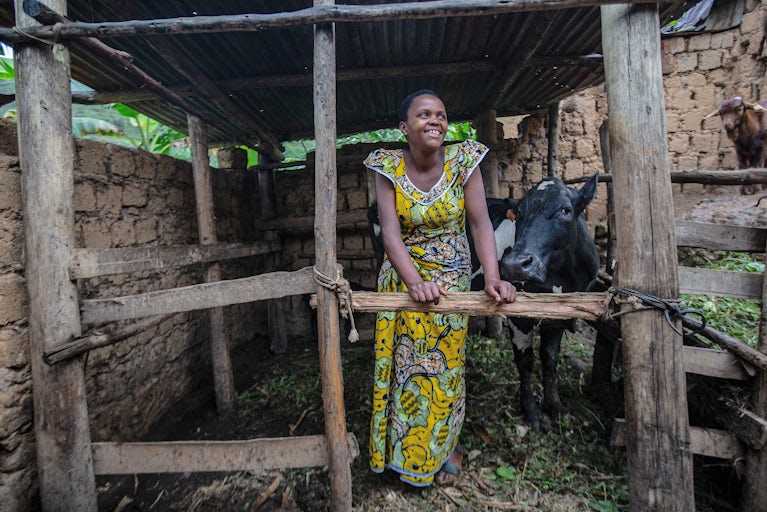 A woman stands inside a wooden livestock pen beside a cow.