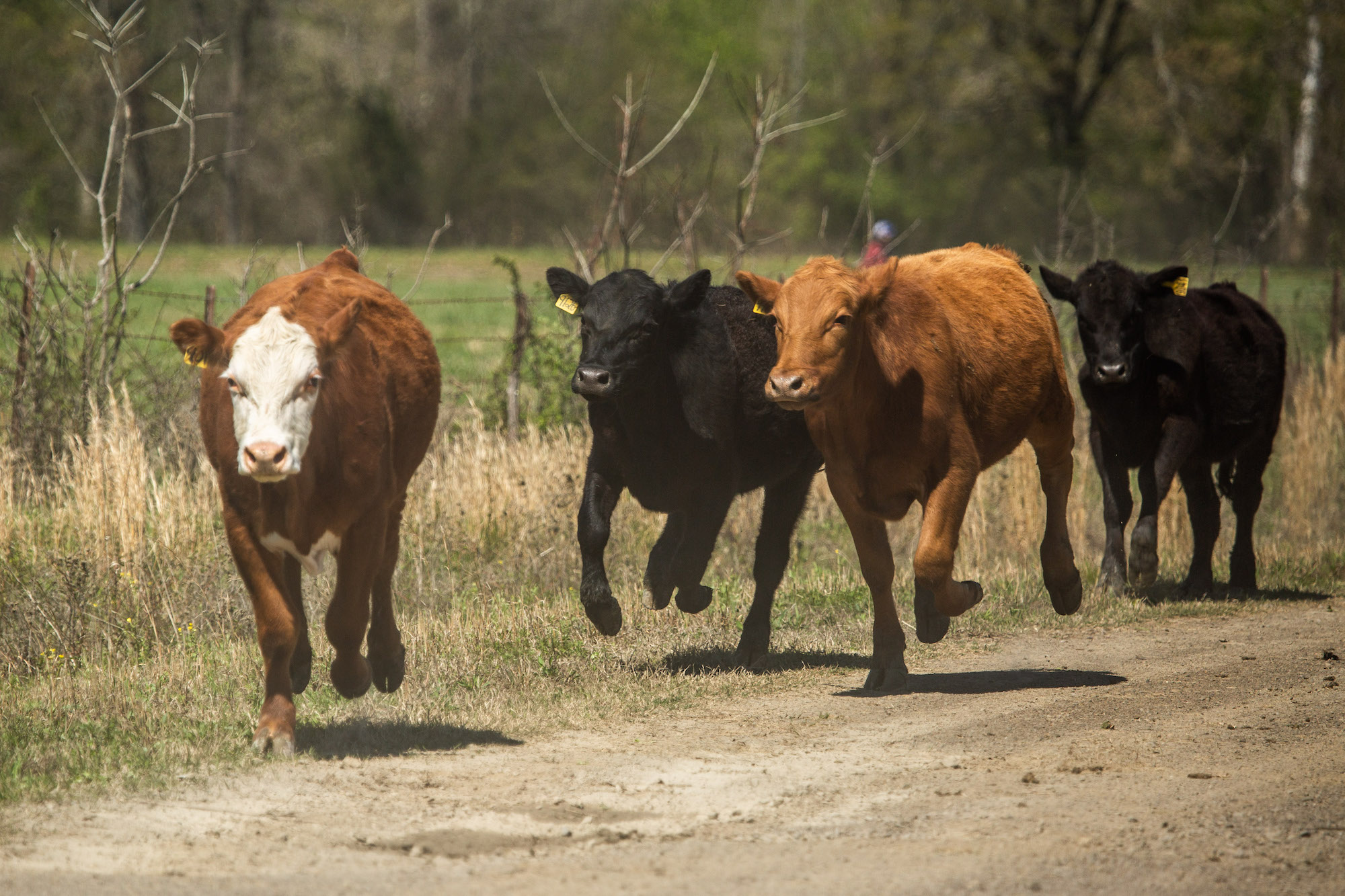 Four cows run along a dirt road toward the camera.