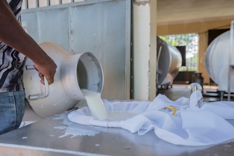 A person pours fresh milk from a metal container through cloth on a table in a processing room.