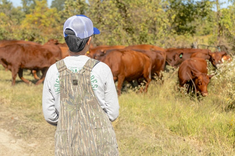 Farmer dressed in overalls facing away from camera and watching a herd of brown cattle.