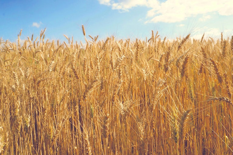 Wheat Field and Sky