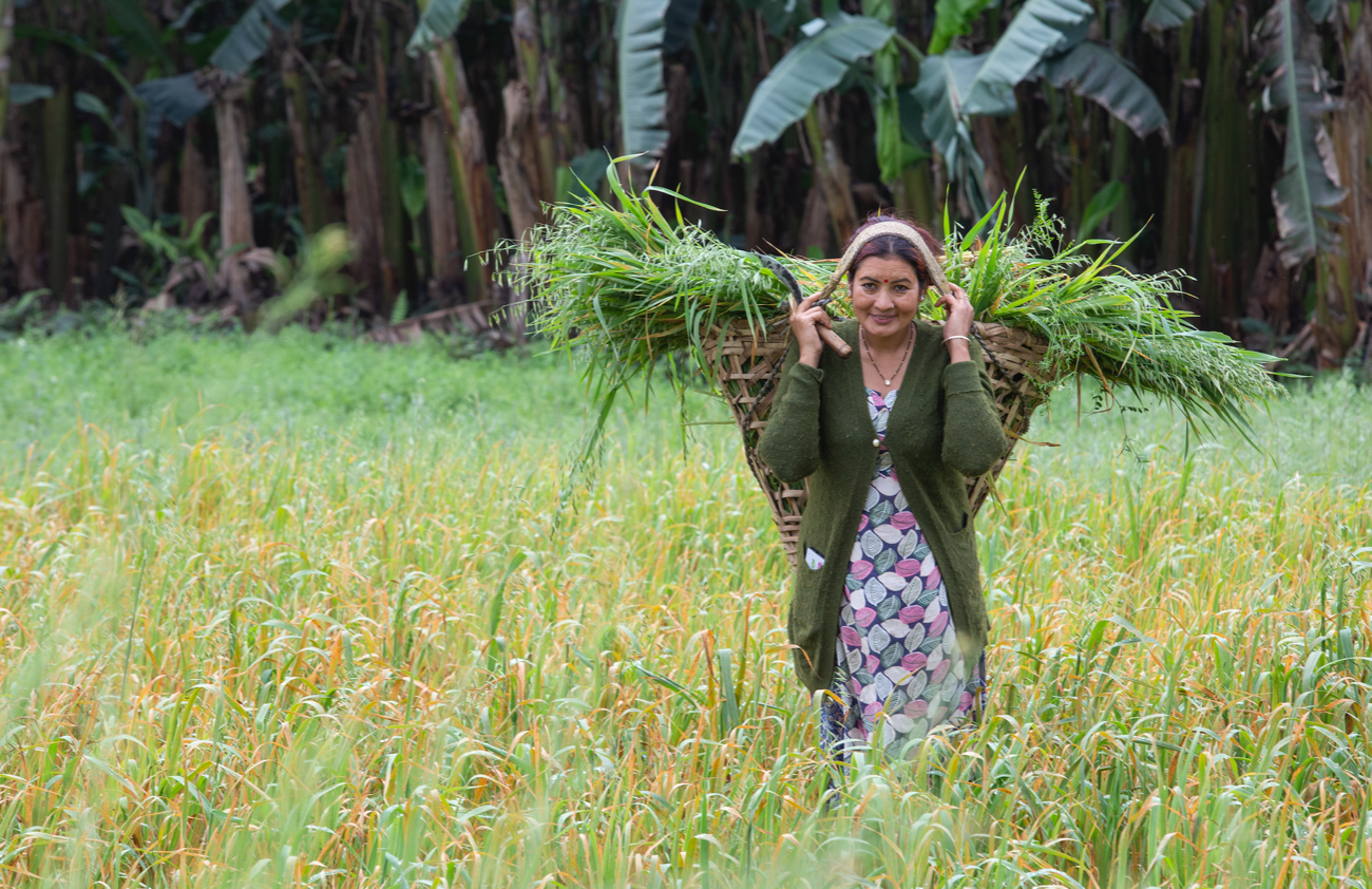 A woman walks through a field carrying a bunch of fodder on her head.