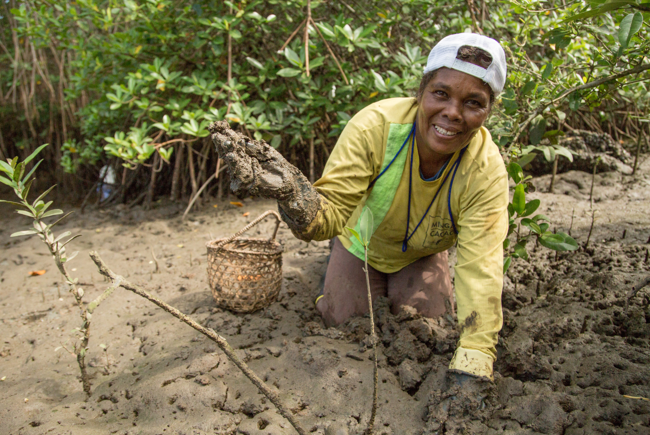 Yolanda Olmeda digs for shellfish in a mangrove forest.